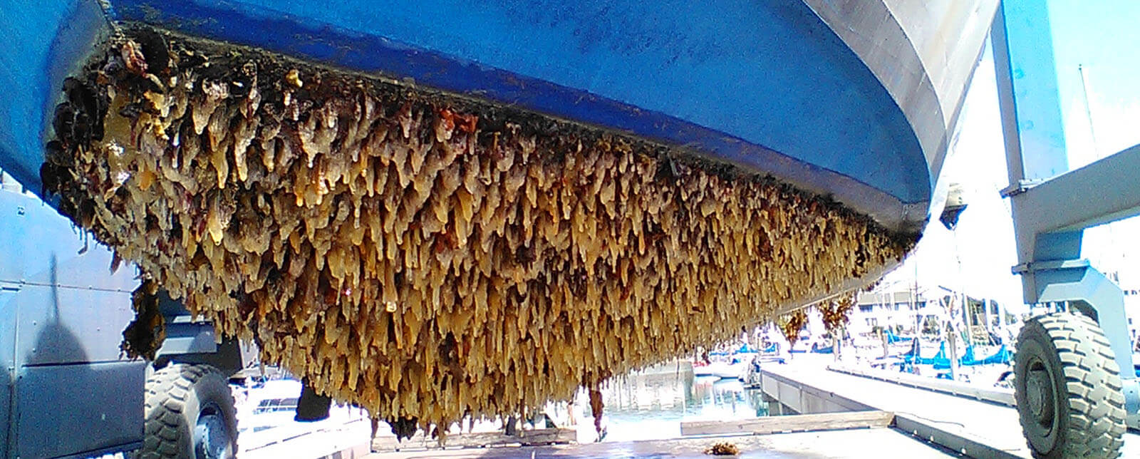 Barnacle Cleaning